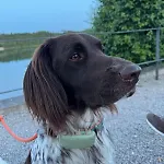 Apartment #8 Ommi Kese See-suite Fd Sauna Hund Terrasse