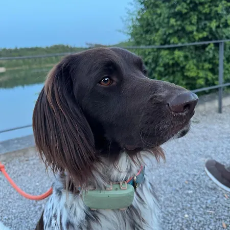 Apartamento #8 Ommi Kese See-suite Fd Sauna Hund Terrasse