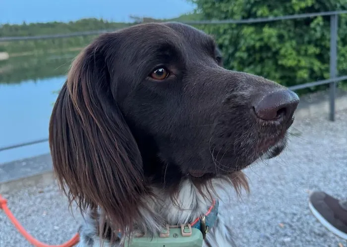 Apartament #8 Ommi Kese See-suite Fd Sauna Hund Terrasse