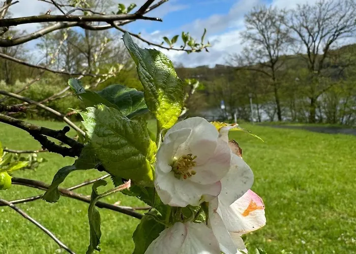 #8 Ommi Kese See-suite Fd Sauna Hund Terrasse * Olpe bei Meschede